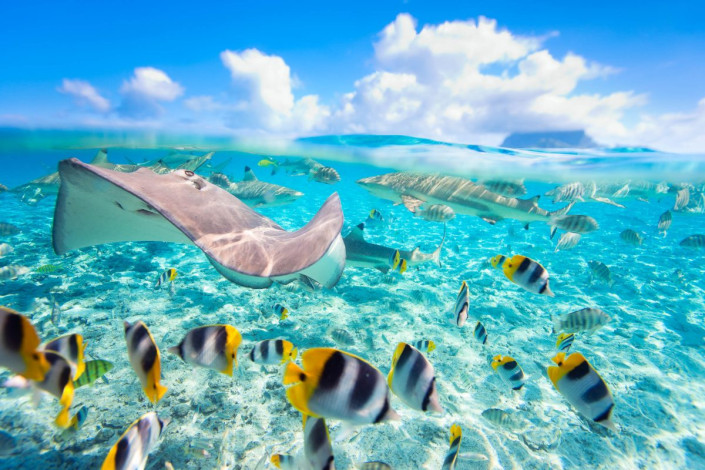 Bunte Fische, ein Stachelrochen und mehrere Schwarzspitzen-Haie in der Lagune von Bora Bora in Französisch-Polynesien