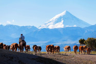 Gauchos treiben ihre Herden vor der spektakulären Kulisse des Lanin Vulkans im gleichnamigen Nationalpark, Argentinien - © sunsinger / Shutterstock