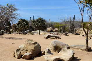 Die imposanten Felsen von Casibari und Ayo in der Mitte von Aruba liegen scheinbar in der Landschaft verstreut