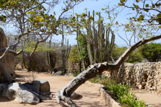 In Casibari wurde um die imposanten Felsen ein regelrechter Landschaftspark angelegt, dessen großzügige befestigte Wege mit kleinen Bäumen gesäumt wurden, Aruba