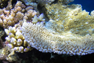 Das Great Barrier Reef liegt hier nur 30km vor der Küste und an der Strandpromenade reiht sich ein Scuba Diving-Anbieter an den nächsten, Australien