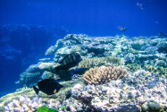 Das Great Barrier Reef vor der Nordost-Küste Australiens ist das größte Korallenriff der Welt und zieht jährlich 2 Millionen Besucher an - © ezk / franks-travelbox
