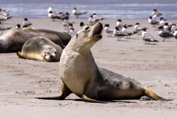 Seelöwen tummeln sich zu Hauf im Seal Bay Conservation Park auf Kangaroo Island in Australien