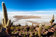 Auf der Insel Incahuasi im Salar de Uyuni in Bolivien wachsen 1.000 Jahre alte Säulenkakteen, die bis zu 20m hoch werden - © Chris Howey / Shutterstock