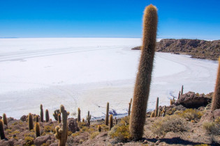 Die stattlichen Säulenkakteen auf der Insel Incahuasi im Salar de Uyuni erreichen ein Alter von bis zu 1000 Jahren, Bolivien