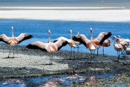 Flamingos lieben die kleinen Krebschen, die sich im salzhaltigen Wasser des Salar de Uyuni tummeln, Bolivien - © Jenny Leonard / Shutterstock
