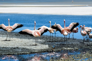 Flamingos lieben die kleinen Krebschen, die sich im salzhaltigen Wasser des Salar de Uyuni tummeln, Bolivien