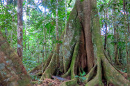 Gigantische Ceiba-Bäume zählen zu den rund 20.000 Pflanzenarten, die im Madidi Nationalpark heimisch sind, Bolivien - © Toniflap / Shutterstock
