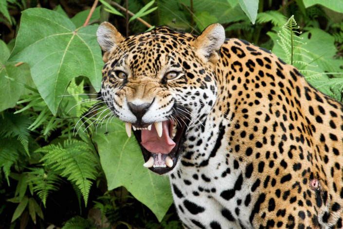 Mit etwas Glück lässt sich in Boliviens Nationalpark Madidi ein Jaguar im dichten Dschungel blicken