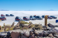Tagesausflüge auf dem Salar de Uyuni führen in der Regel auch auf die Insel Incahuasi, als Parkplatz dient der größte Salzsee der Welt, Bolivien - © flog / franks-travelbox.com
