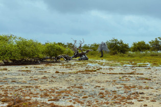 Der Weg nach Cai wird von einer trostlos wirkenden Kakteenlandschaft gesäumt, in der wilde Esel und Ziegen umher trotten, Bonaire