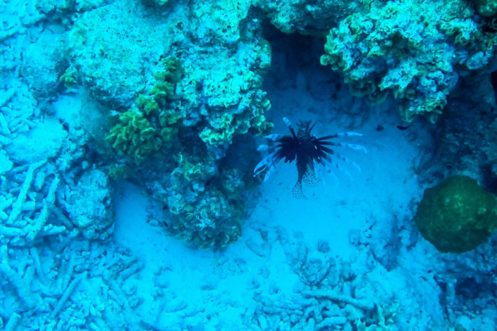 Die Rotfeuerfische im Korallenriff von Klein Bonaire sind eine eingeschleppte Spezies und dürfen als eine der wenigen Meereslebewesen gejagt werden
