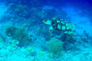 Eine Grüne Meeresschildkröte am Korallenriff um Klein Bonaire - © Lila Pharao / franks-travelbox