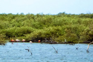 Flamingos in den Mangrovenwäldern von Bonaire - © Lila Pharao / franks-travelbox