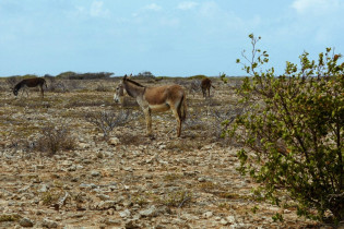 So mancher Esel auf dem Weg zu den Mangrovenwäldern von Lac Bay freut sich über die eine oder andere Karotte, die aus dem Autofenster geworfen wird, Bonaire