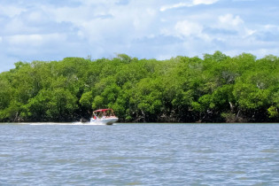 Auf einer Bootstour durch die Mangrovenwälder von Praia do Saco kann mit viel Glück sogar ein Rochen oder eine Seekuh erspäht werden, Brasilien