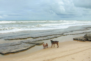 Auch Vierbeiner erfreuen sich am Strand von Sítío do Conde an der Linha Verde an der herrlichen Kulisse der Ostküste Brasiliens