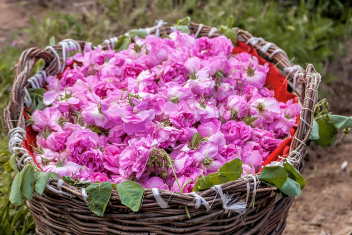 Die Rosenblätter werden im Rosental von Kazanlak von Hand gepflückt und in Weidenkörben zur Destillerie transportiert, Bulgarien