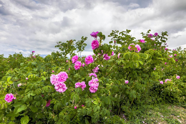 Von Mitte Mai bis Mitte Juni steht das Rosental bei Kazanlak in Bulgarien in voller Blüte und duftet absolut unwiderstehlich