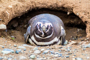 Die lehmfarbene Isla Magdalena bei Chile ist Heimat von 138.000 Magellan-Pinguinen und etwa 60.000 Brutpaaren