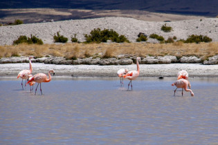 Flamingos im Lauca Nationalpark in Chile