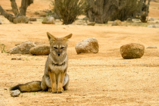 Manche Tiere haben sich an die unwirtlichen Bedingungen der Atacama-Wüste angepasst, hier ein Wüstenfuchs, Chile