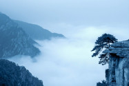 Eine Pinie auf einer Klippe trotzt Wolken und Nebel, Lu Shan Nationalpark, China - © chungking / Shutterstock