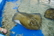 Bei der Stingray Encounter im Sea-Aquarium auf Curaçao können Stachelrochen von den Zuschauern gestreichelt und gefüttert werden - © James Camel / franks-travelbox