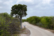 Der so genannte „Remarkable Tree“ im Christoffelpark ist vor der völlig anderen Vegetation seiner Umgebung tatsächlich bemerkenswert, Curaçao - © James Camel / franks-travelbox