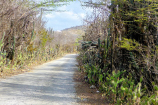 Der wenig einladende Zufahrtsweg zum Landhaus Ascension auf Curaçao führt durch einen regelrechen Wald aus Kakteen