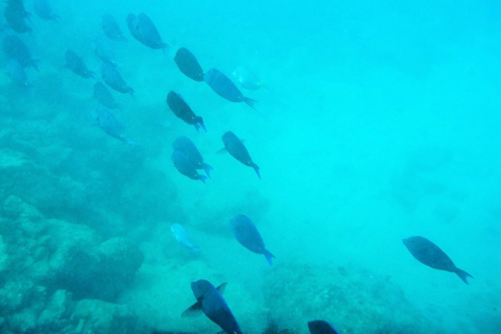 Die ruhigen Tauchgründe vor dem Sea-Aquarium-Strand auf Curaçao sind ideal für Anfänger
