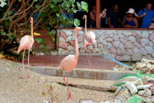 Die stolzen Flamingos im Sea-Aquarium auf Curaçao sind an die Menschen gewöhnt und lassen sich bereitwillig berühren, bestaunen und fotografieren