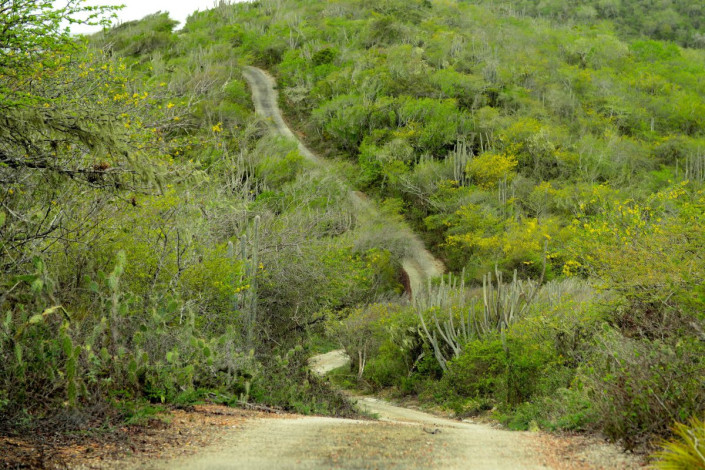 Die Straßen der drei Autorouten durch den Christoffelpark sind steil und eng, können jedoch mit dem normalen PKW befahren werden, Curaçao