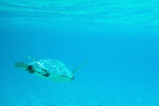 Meeresschildkröten tummeln sich im türkisblauen Wasser um Klein-Curaçao