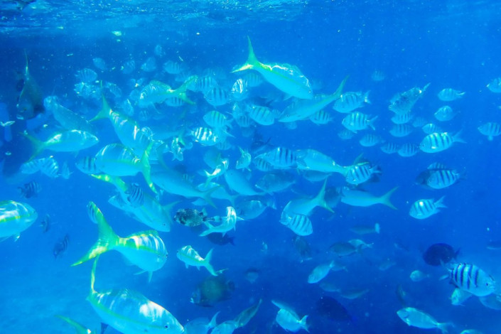 Rund um Klein-Curaçao wartet eine bunte Unterwasserwelt mit zahlreichen Fischarten und Meeresschildkröten darauf, entdeckt zu werden