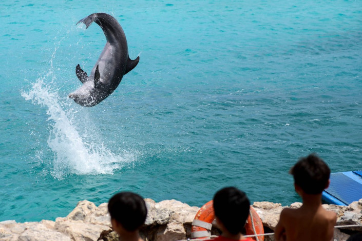 Salto eines Delfins im Sea Aquarium auf Curaçao