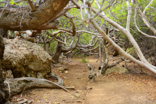 Zur Boka Kalki im Shete Boka Nationalpark führt ein Wanderweg wie durch einen Zauberwald, Curaçao