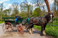 Wer nicht zu Fuß gehen möchte, kann den märchenhaften Killarney Nationalpark in Irland auch mit der Pferdekutsche erkunden - © AgnieszkaGuzowska/Shutterstock