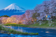 Die japanischen Kirschblüten bilden den perfekten Rahmen für Japans höchsten Berg Fuji - © skyearth / Shutterstock