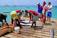Fischer holen am Pier von Santa Maria, dem touristischen Zentrum von Sal, ihren Fang ein, Kap Verde - © Styve Reineck / Shutterstock