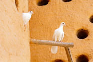 Tauben fühlen sich in den beiden Taubentürmen in Katara, einem Kulturdorf nahe Doha, pudelwohl, Katar - © Ajay Kumar Singh/Shutterstock