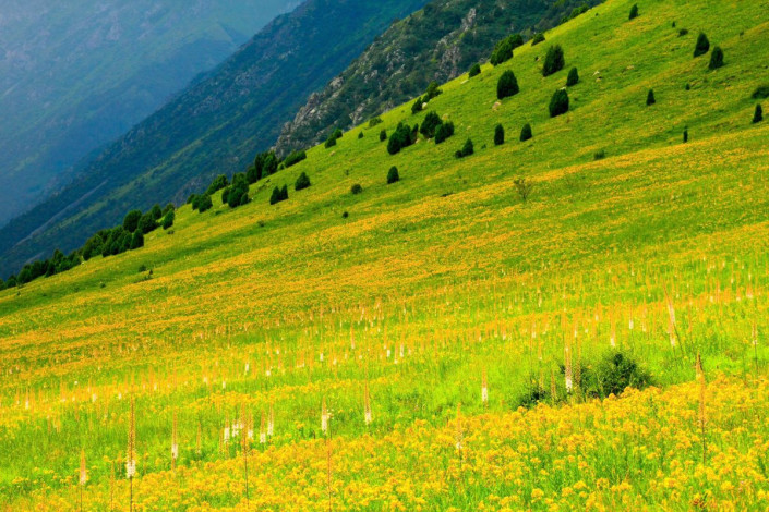 Im Sommer sind die Hänge der Berge im Ala-Archa-Nationalpark von üppig grünen Wiesen gesäumt, Kirgistan