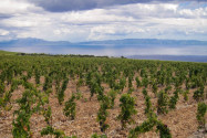 An der Südküste der Insel Hvar werden ausgezeichnete Weine gekeltert; der beste Ort, um die Weine von Hvar zu verkosten ist Zavala, Kroatien  - © FRASHO / franks-travelbox