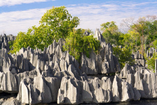 Die felsige Oberfläche des Plateaus des Tsingy de Bemaraha-Nationalparks ist teilweise mit dem einzigartigen madagassischen Trockenwald bedeckt, Madagaskar