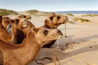 Neben Kamelen trifft man in der Wüste Gobi auch auf Gazellen, Trampeltiere, kleine Nagetiere und Schlangen