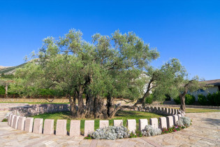 Der Ölbaum von Minovica in Bar im Süden Montenegros ist mit 2.300 Jahren wahrscheinlich der älteste Baum Europas
