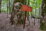 Einige der Bäume im Urwald sind über 100 Meter hoch und und bis zu 500 Jahre alt, Biogradska Gora, Montenegro - © FRASHO / franks-travelbox
