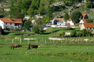 Im Bauerndorf Njeguši im gebirgigen Hinterland Kotors werden die Kühe von der Weide geholt, Montenegro