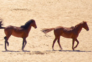 Bei den Wüstenpferden in Namibia handelt es sich streng genommen nicht um echte Wildpferde, sondern um verwilderte Pferde - © Hannes Vos  / Shutterstock