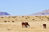 Niemand weiß genau, woher die mystischen Wüstenpferde der Namib in der Nähe von Aus stammen, Namibia - © Derris Lund / Shutterstock